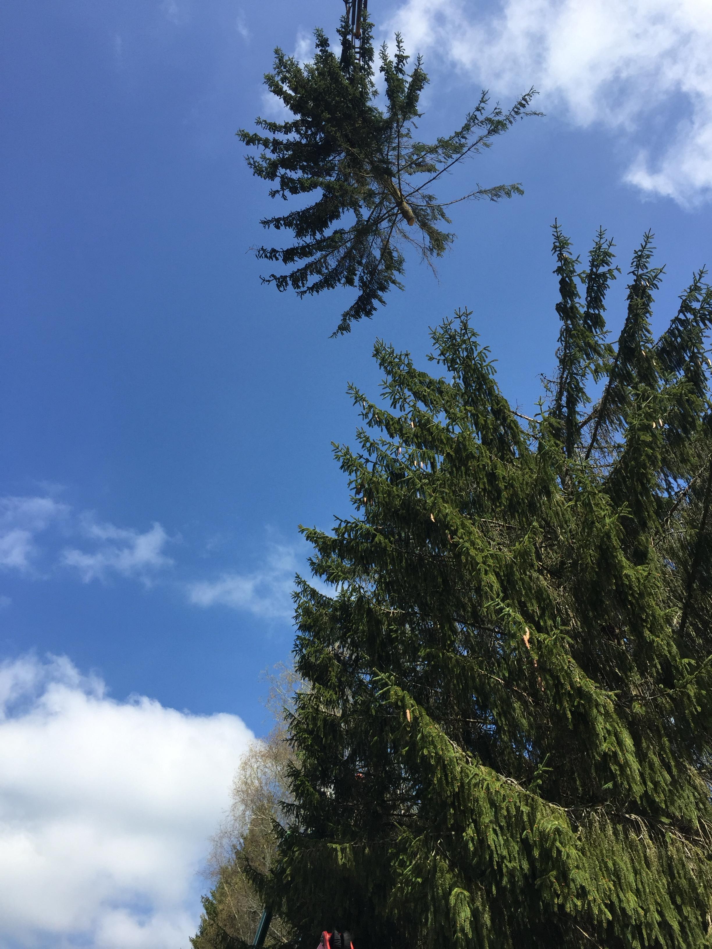 Étêtage d'arbre dans le Jura — SAS POLYVIER